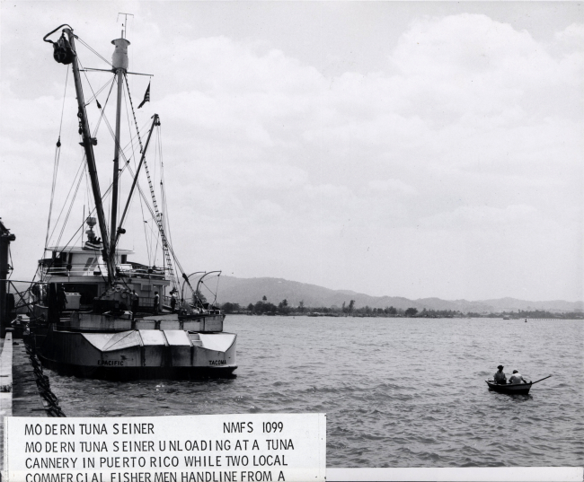 A modern tuna seiner with a homeport of Tacoma, Washington, unloading tuna ata Puerto Rican tuna processing plant while two local commercial fishermenuse handlines from a rowboat