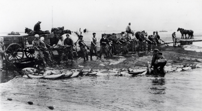 Salmon fishing - beach seining - hauling in the seine using horses