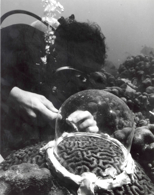 Scientist studying brain coral