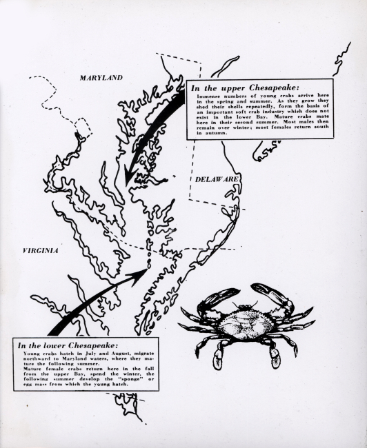 Diagram of blue crab life history in Chesapeake Bay
