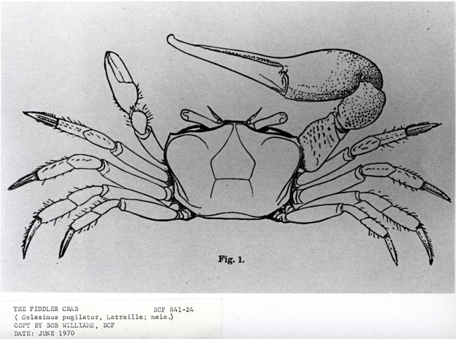 Artwork - male fiddler crab (Gelasimus pugilator)