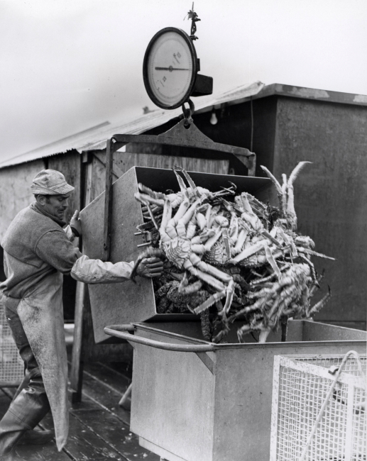 King crab being transferred to haul-away cart from weighing bucket at the PointChehalis Packers plant