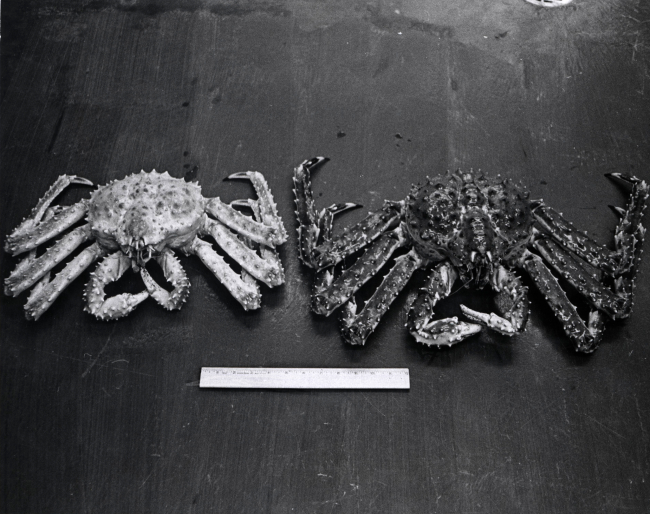 A rare male albino king crab is compared to a male king crab of normalcoloration