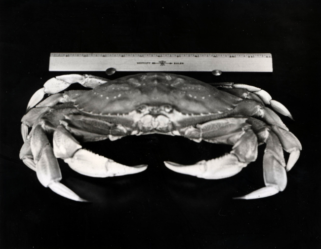 Measuring the carapace of the male dungeness crab (Cancer magister)