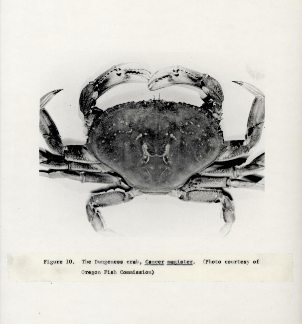 The dungeness crab (Cancer magister)