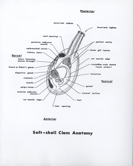 Soft-shell clam anatomy in FWS BCF Circular 162
