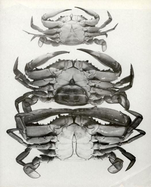 The sex of the blue crab is easily recognizable by the shape of the abdomen