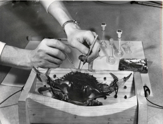 A biologist of the Bureau of Commercial Fisheries collecting urine from a bluecrab for use in a study of the composition of body fluids