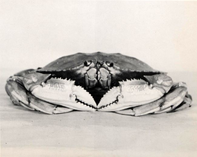 Male dungeness crab- front view