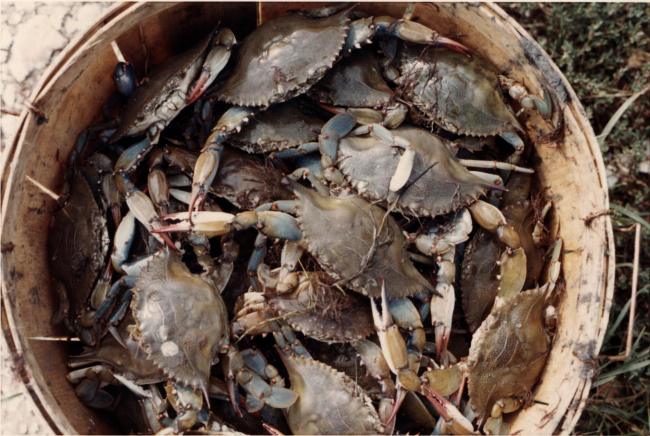 Bushel basket full of blue crabs