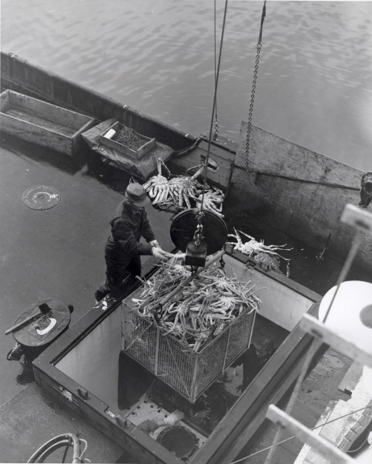 Tanner crab is weighed and hauled from the catcher boat in the same operation at the Point Chehalis Packers plant