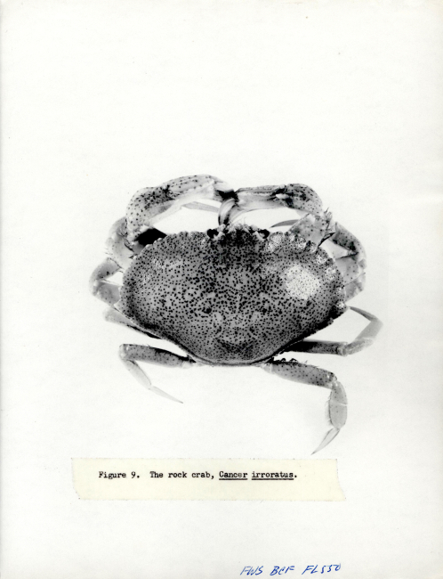 Rock crab (Cancer irroratus)
