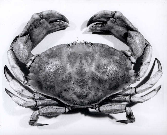 Jonah crab (Cancer borealis)