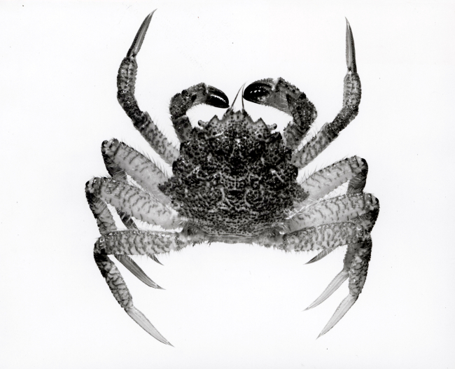 Male crab (Telmessus cheiragonus)