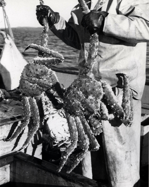 Walking legs of average sized king crabs taken commercially span three feet