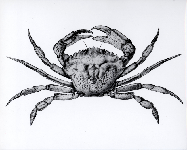 Subclass Malacostraca, order Decapoda, the green crab (Carcinus maenas) afterRathbun