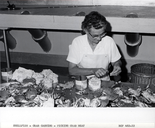 Picking crab meat from blue crab for canning