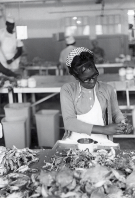 Picking crab meat at cannery