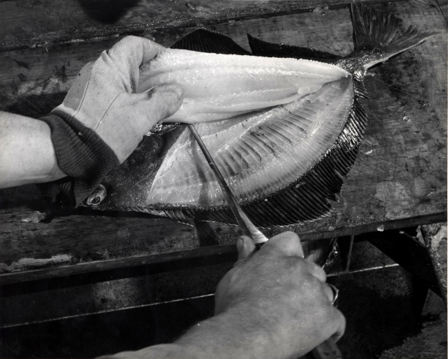 How to fillet a flatfish