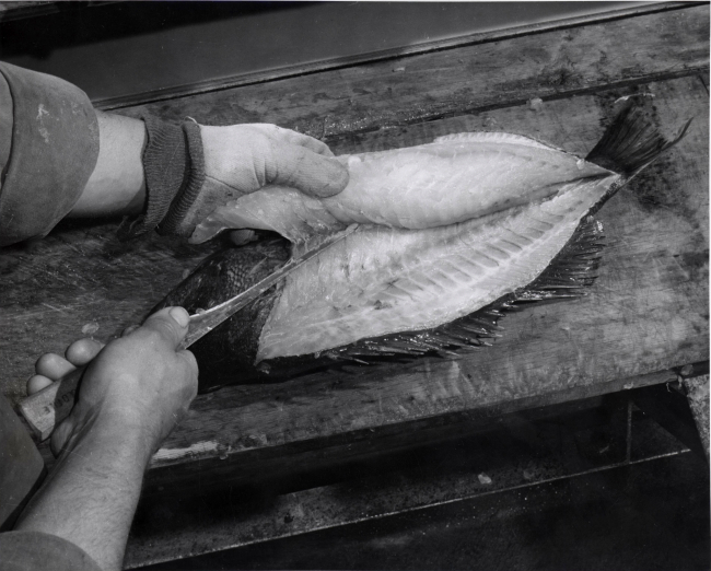 How to fillet rockfish - Widen the cut to clear flesh from rib structure as youcut forward