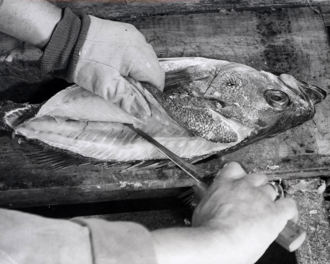 How to fillet rockfish - Third cut - left hand side