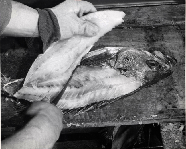 How to fillet rockfish - Final cut - left hand side