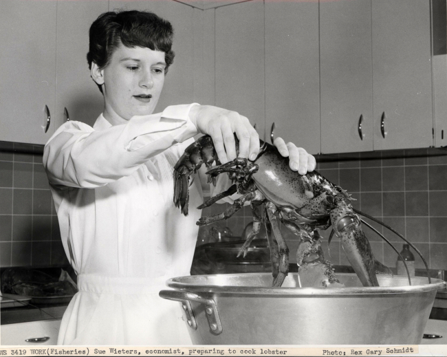 Sue Wieters, economist, preparing to cook lobster