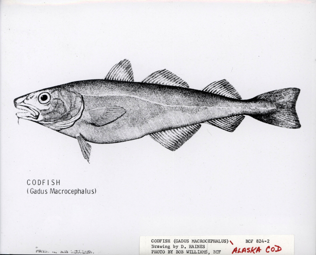 Artwork - Alaska codfish (Gadus macrocephalus)