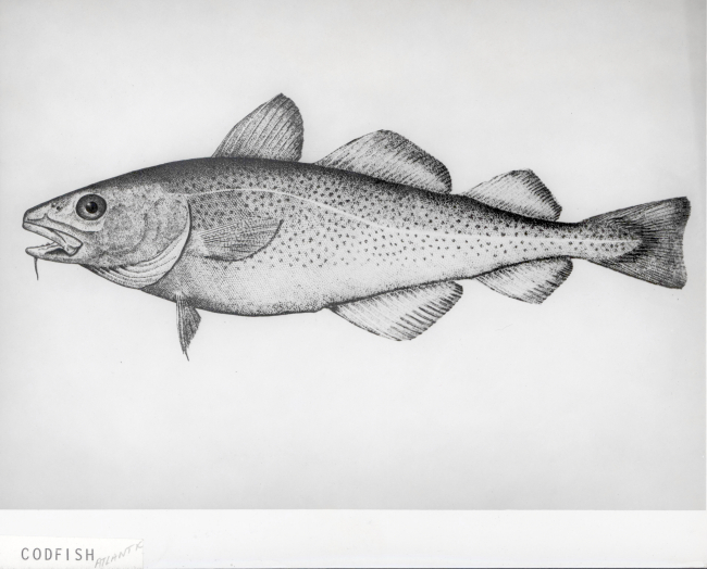 Artwork - Atlantic codfish (Gadus morhua)