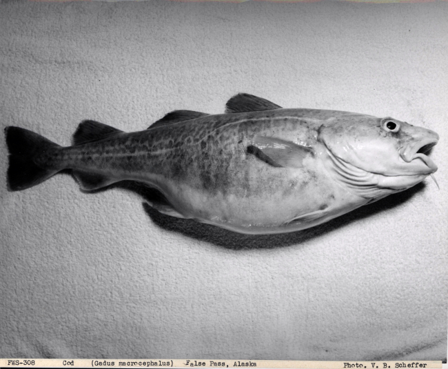 Alaska codfish (Gadus macrocephalus)