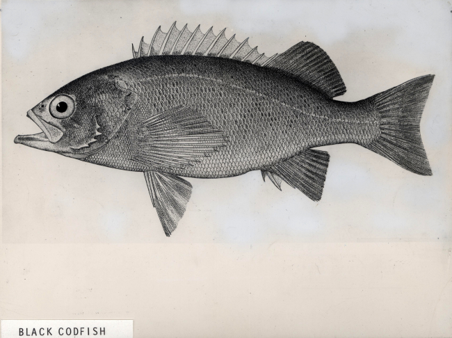 Artwork - Priestfish or black codfish (Sebastes mystinus)