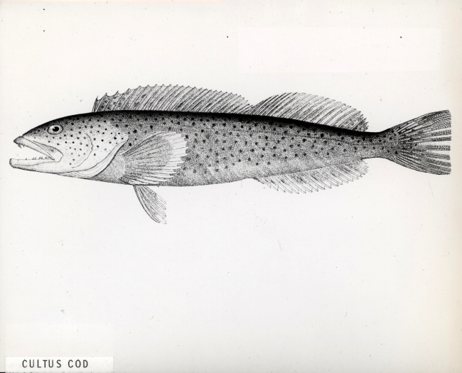 Artwork - Cultus cod or ling cod (Ophiodon elongatus)
