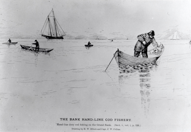 Artwork - The bank hand-line cod fishery