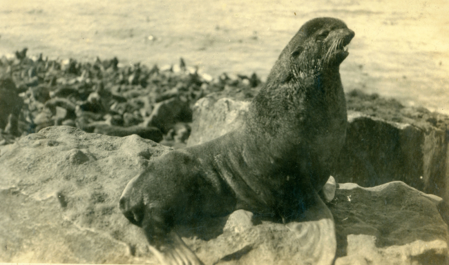 A fur seal