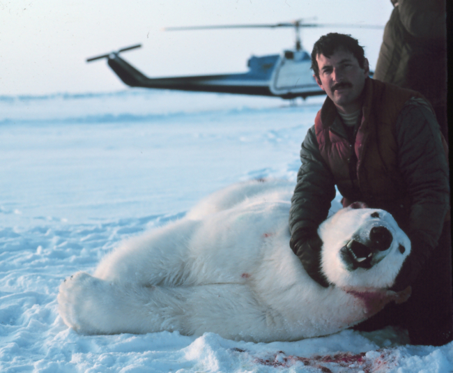 Lieutenant Eric Davis, Bell UH-1M helicopter pilot, supporting sedated polarbear's head, after placing an identification tag in its ear