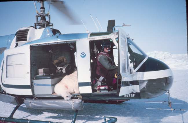 Relocating a sedated bear on NOAA Bell UH-1M