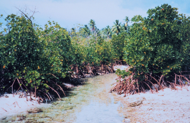 Mangroves along a tidal stream