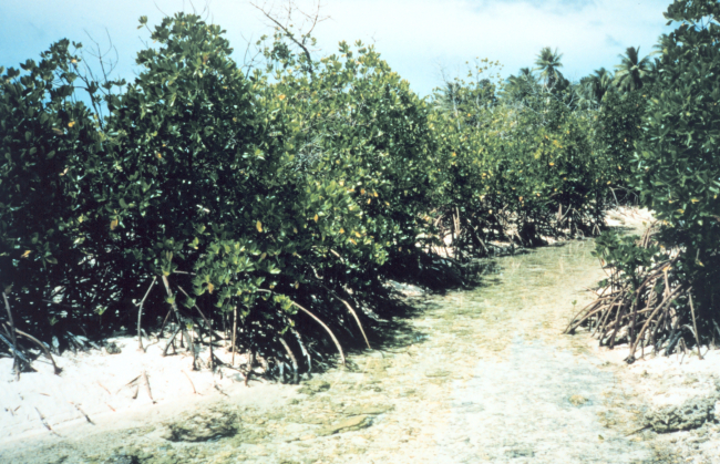 Mangroves along a tidal stream