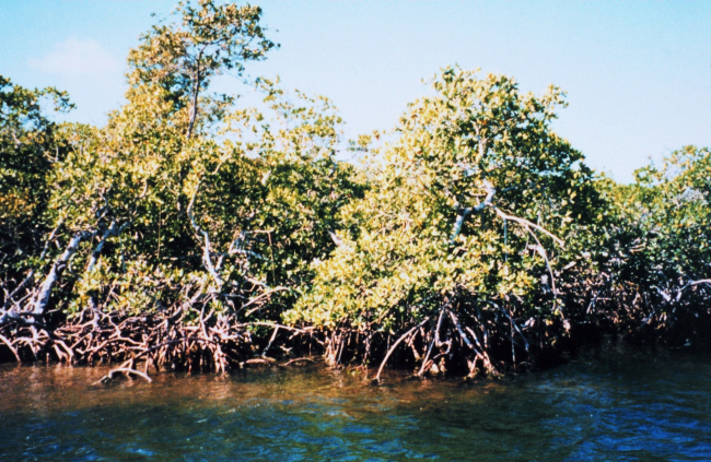 Typical red mangrove with prop roots - characteristic of high salinity area