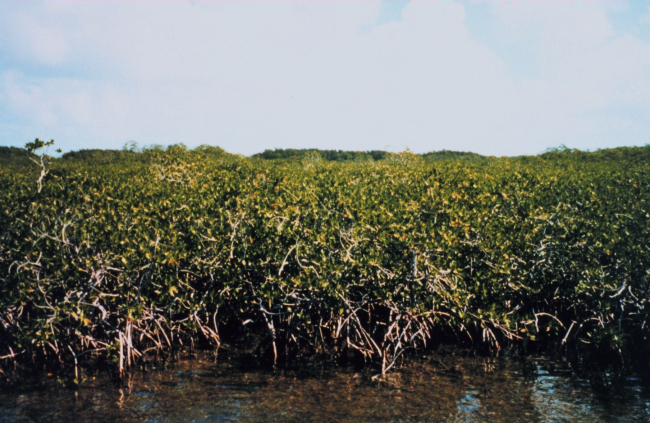 Typical red mangrove with prop roots - characteristic of high salinity area