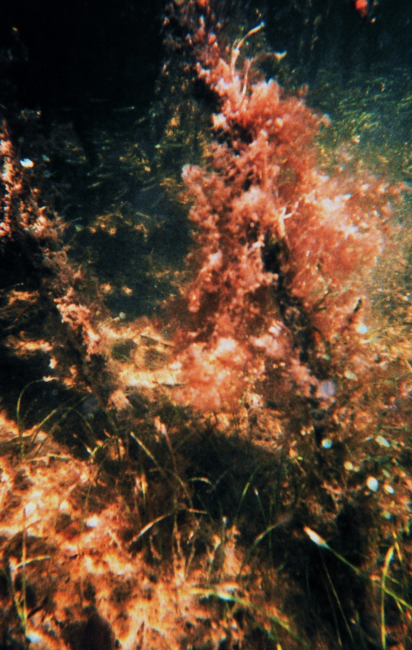 Mangrove root with soft coral (reddish) attached and seagrass below