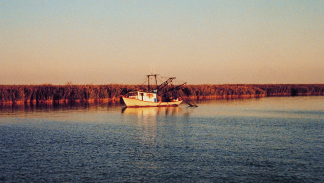 A shrimp boat anchored near the cane brakes