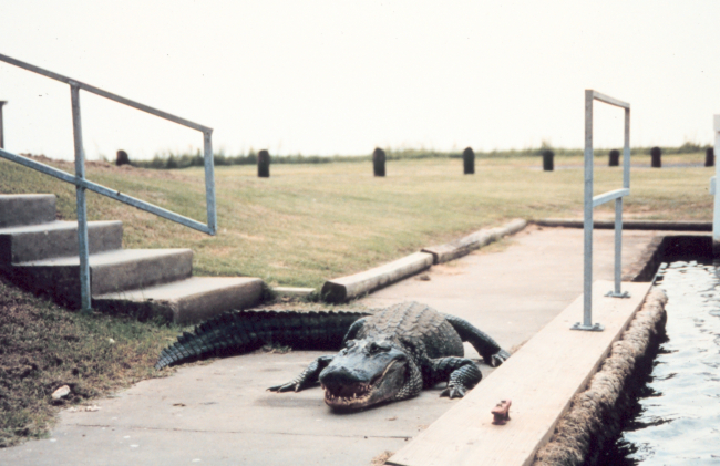 I wish folks would keep their pets on leashes!  A very large alligator causesthe average pedestrian to consider a detour