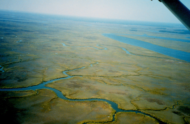 Wetlands with tidal streams
