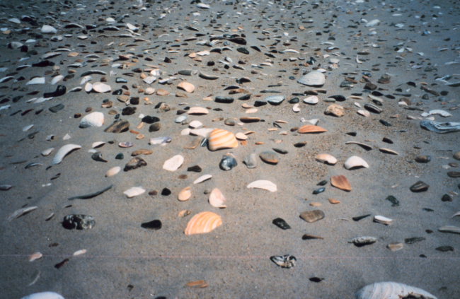 Low tide along South Carolina shoreline with sea shells