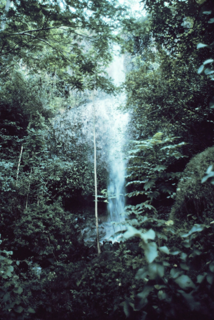 Waterfall on Kauai seen through the rain forest