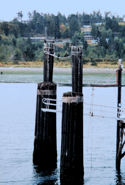 A Puget Sound ferry landing
