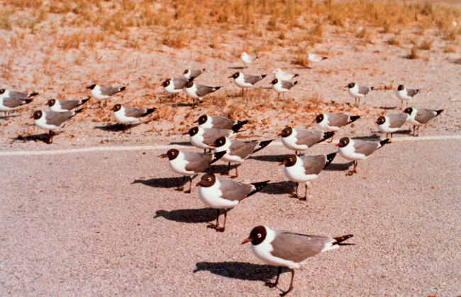 A flock of sea gulls taking it easy