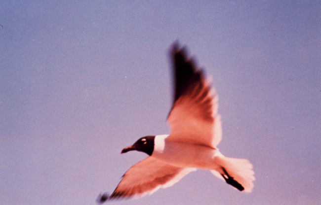 A sea gull in flight