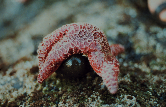 A starfish wrapped around a rock